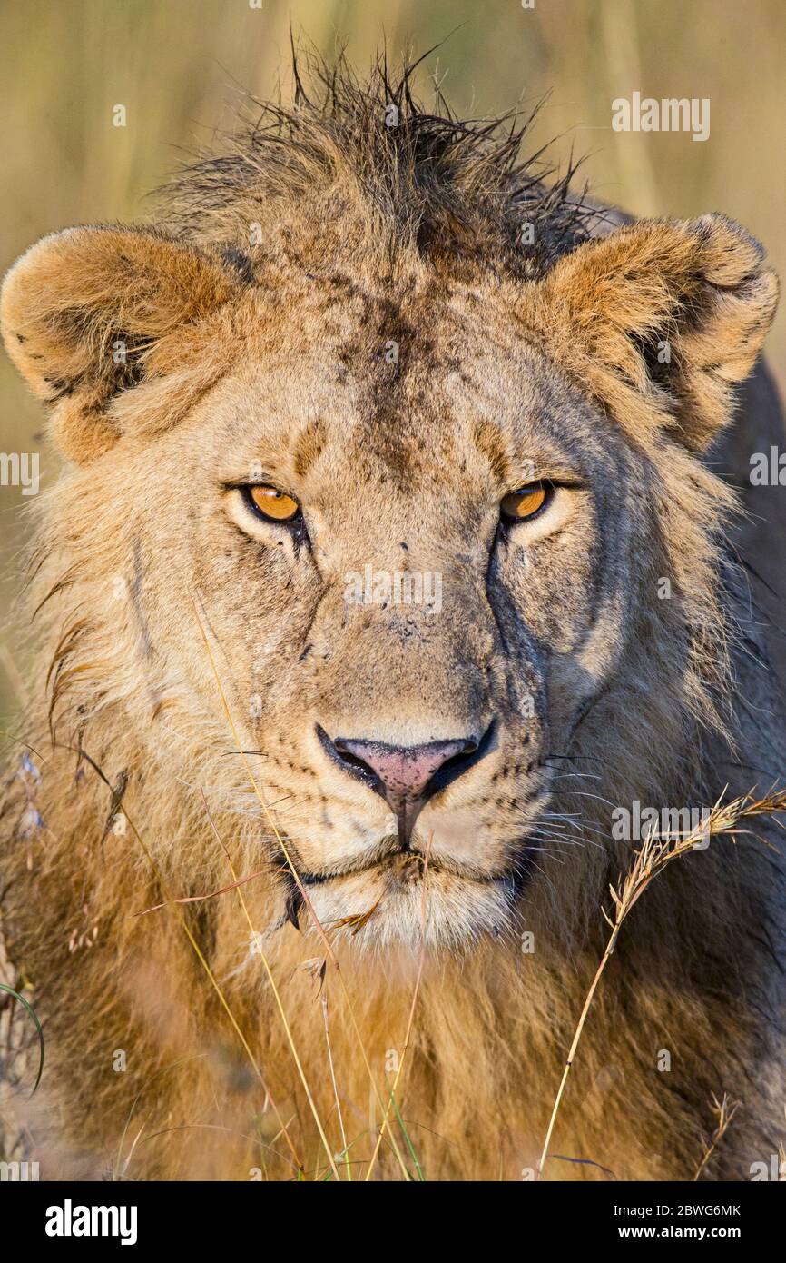 Löwe (Panthera leo) beim Betraten der Kamera, Serengeti Nationalpark, Tansania, Afrika Stockfoto