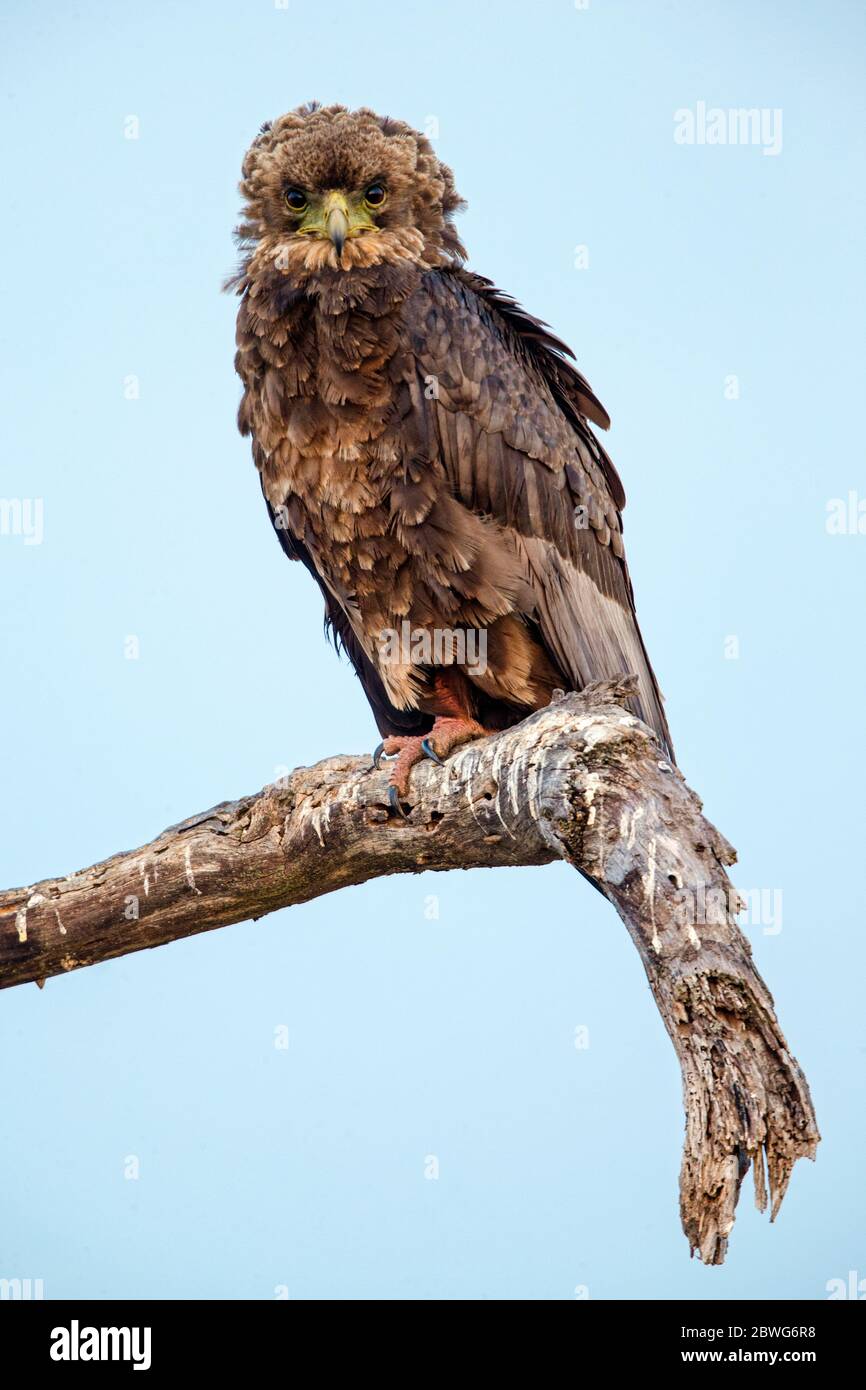 Bateleur (Terathopius ecaudatus), Tarangire Nationalpark, Tansania, Afrika Stockfoto