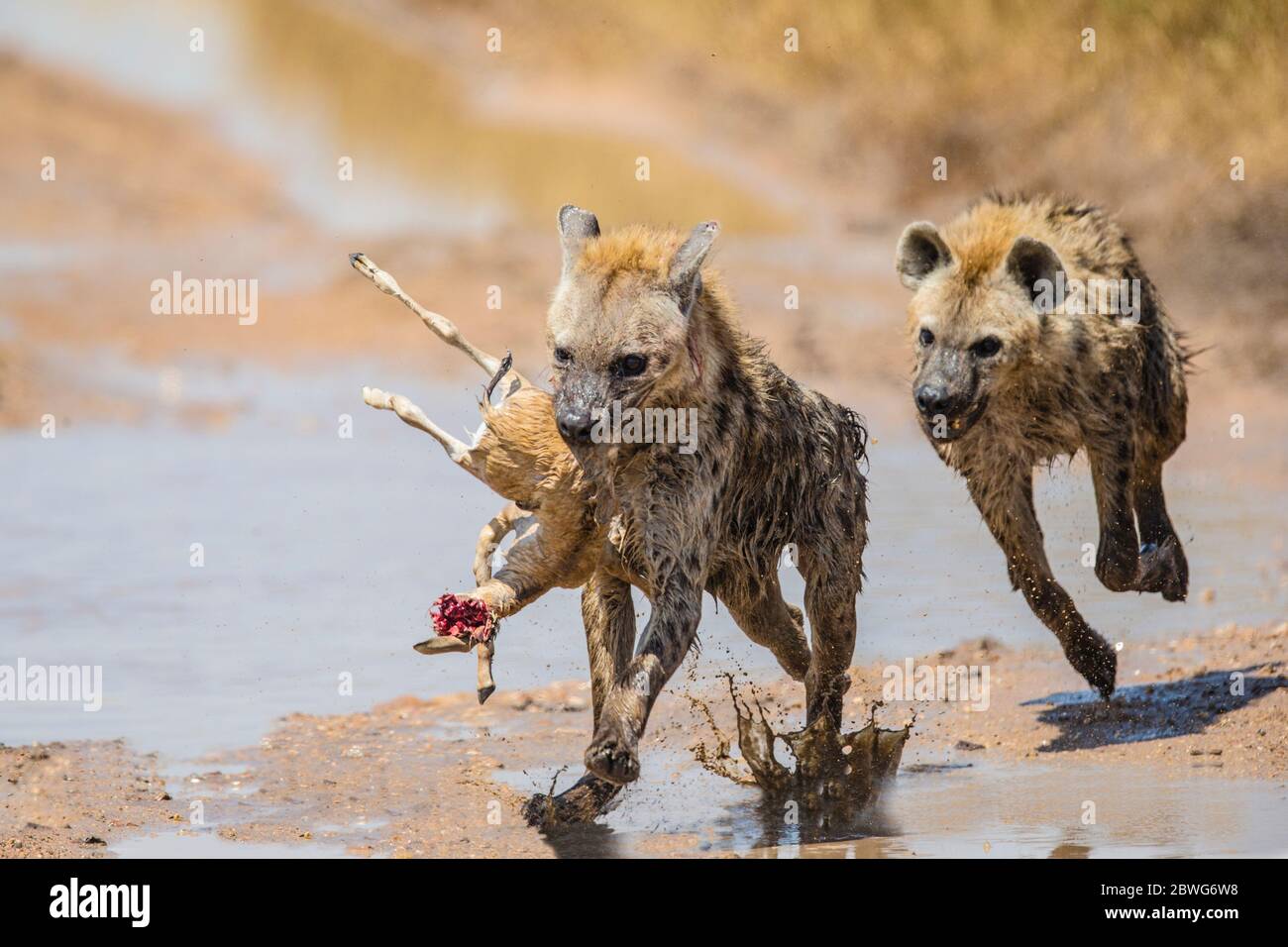 Gefleckte Hyänen (Crocuta crocuta) mit Beute, Serengeti Nationalpark, Tansania, Afrika Stockfoto