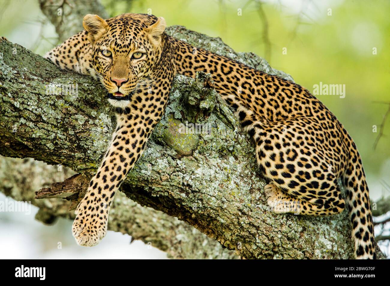 Leopard (Panthera pardus) auf Baum, Serengeti Nationalpark, Tansania, Afrika Stockfoto