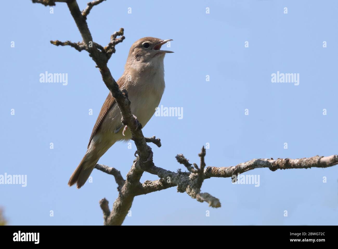 Gartenlaubsänger, der sein Gebiet markiert Stockfoto