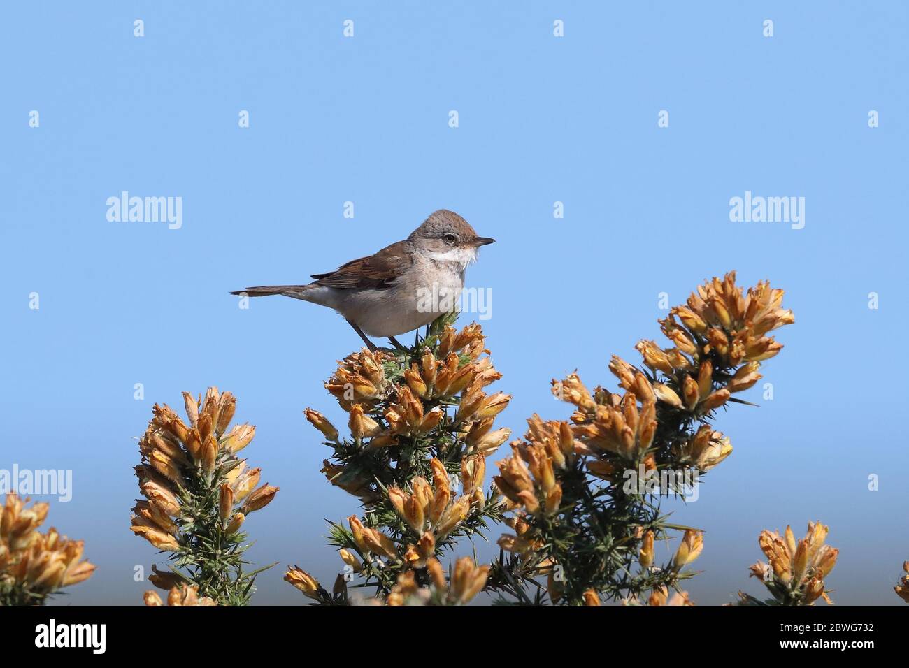 Männlicher Gewöhnlicher Weißkehlchen. Stockfoto