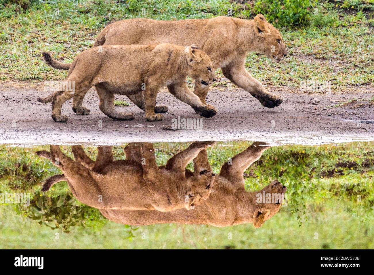 Löwin (Panthera leo) mit Jungtier, Ngorongoro Conservation Area, Tansania, Afrika Stockfoto