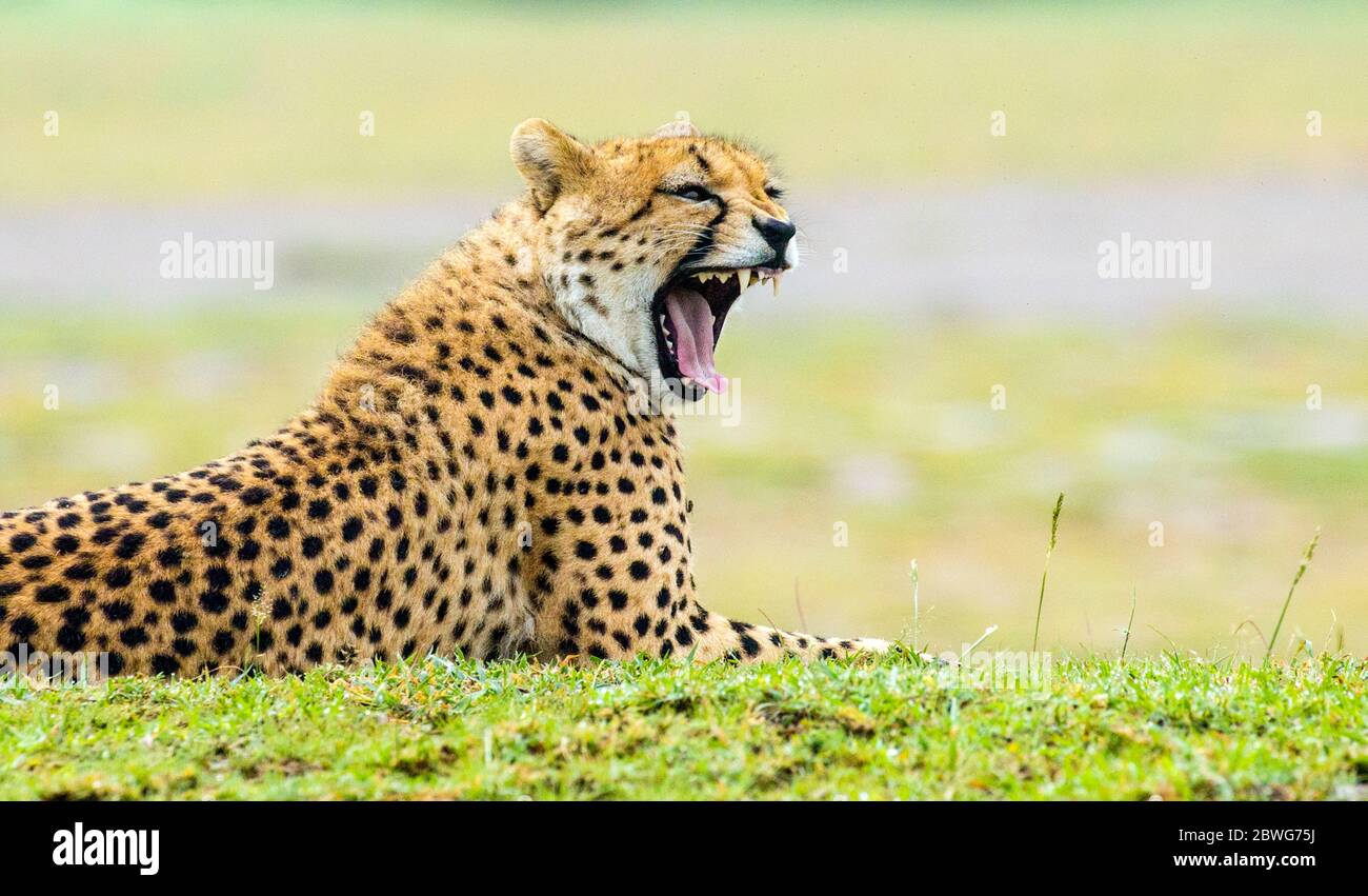 Geparden (Acinonyx jubatus), Gähnung, Ngorongoro Conservation Area, Tansania, Afrika Stockfoto