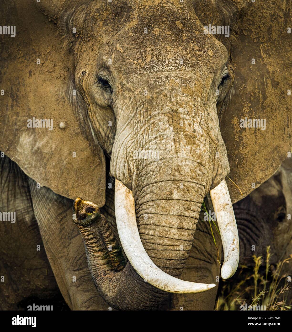 Kopfschuss eines afrikanischen Elefanten (Loxodonta africana), Ngorongoro Conservation Area, Tansania, Afrika Stockfoto