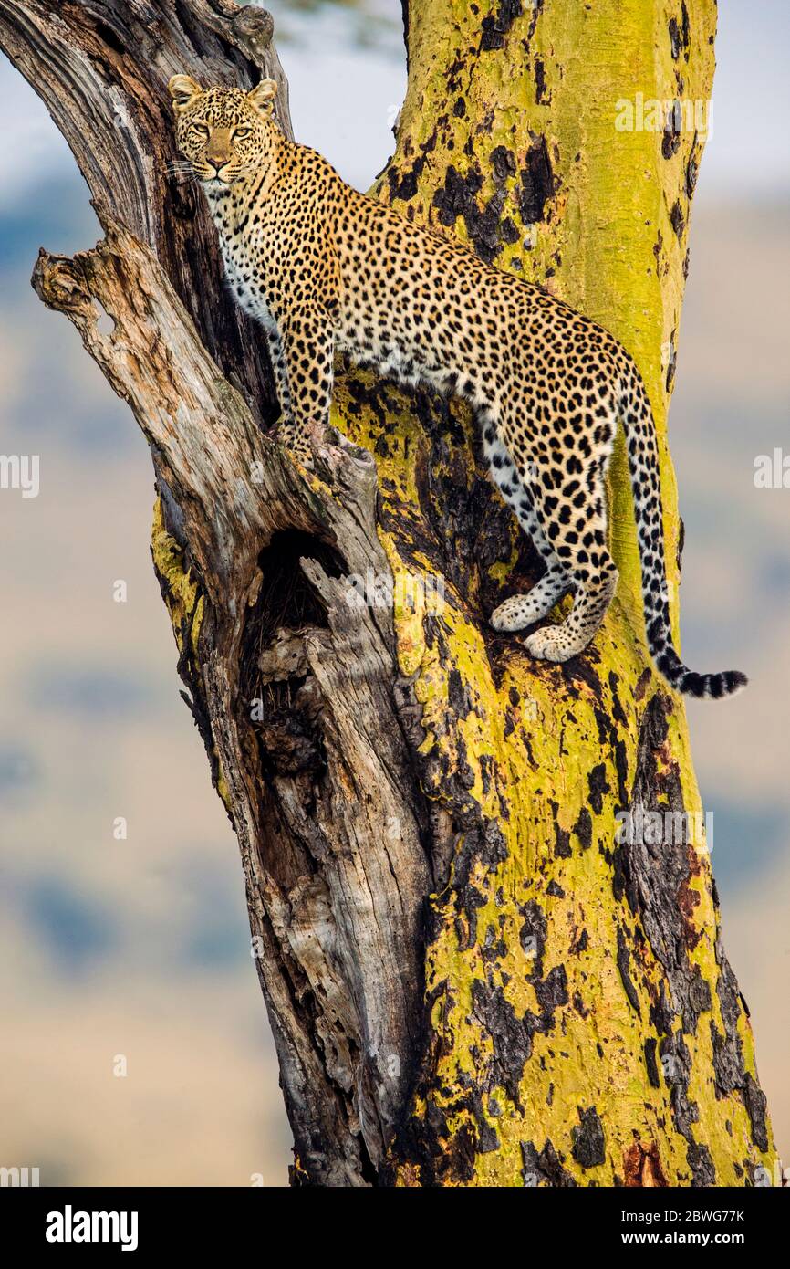Leopard (Panthera pardus) auf Baum, Serengeti Nationalpark, Tansania, Afrika Stockfoto