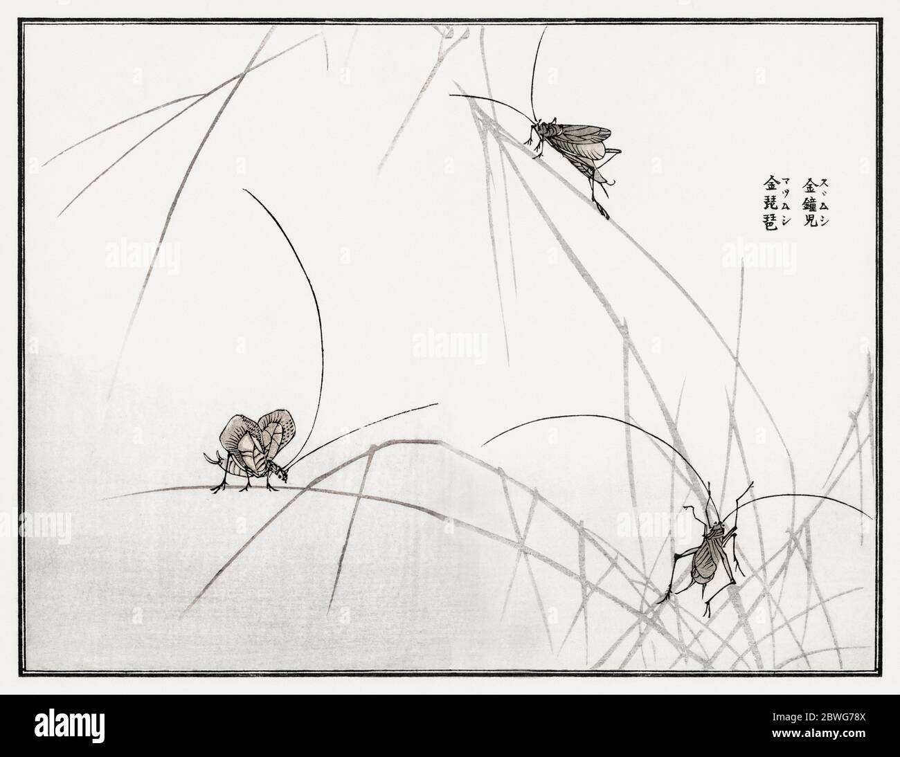 Suzumuushi Glocke Cricket Illustration aus Churui Gafu (1910) von Morimoto Toko. Stockfoto
