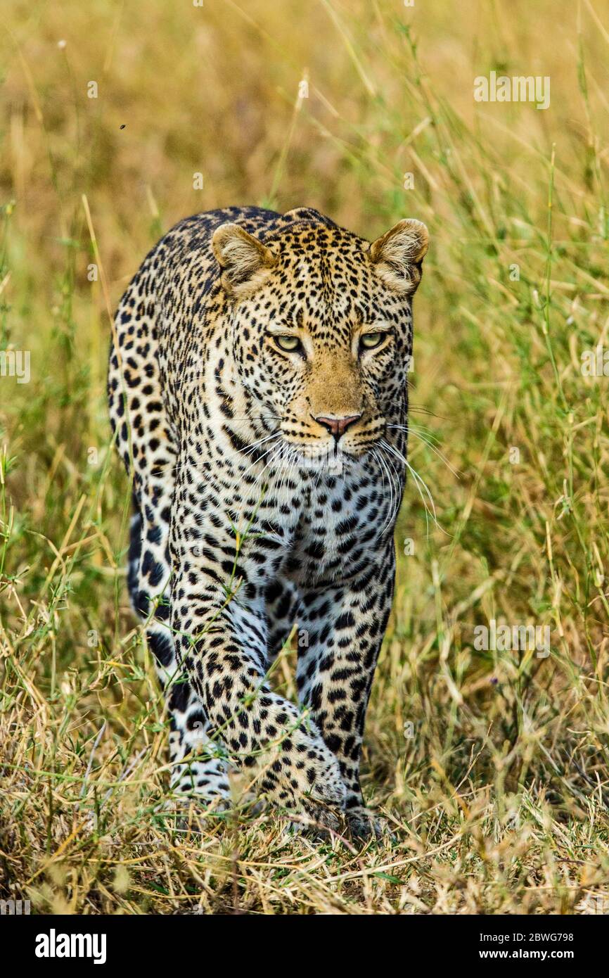 Leopard (Panthera pardus) Wandern durch Gras, Serengeti Nationalpark, Tansania, Afrika Stockfoto
