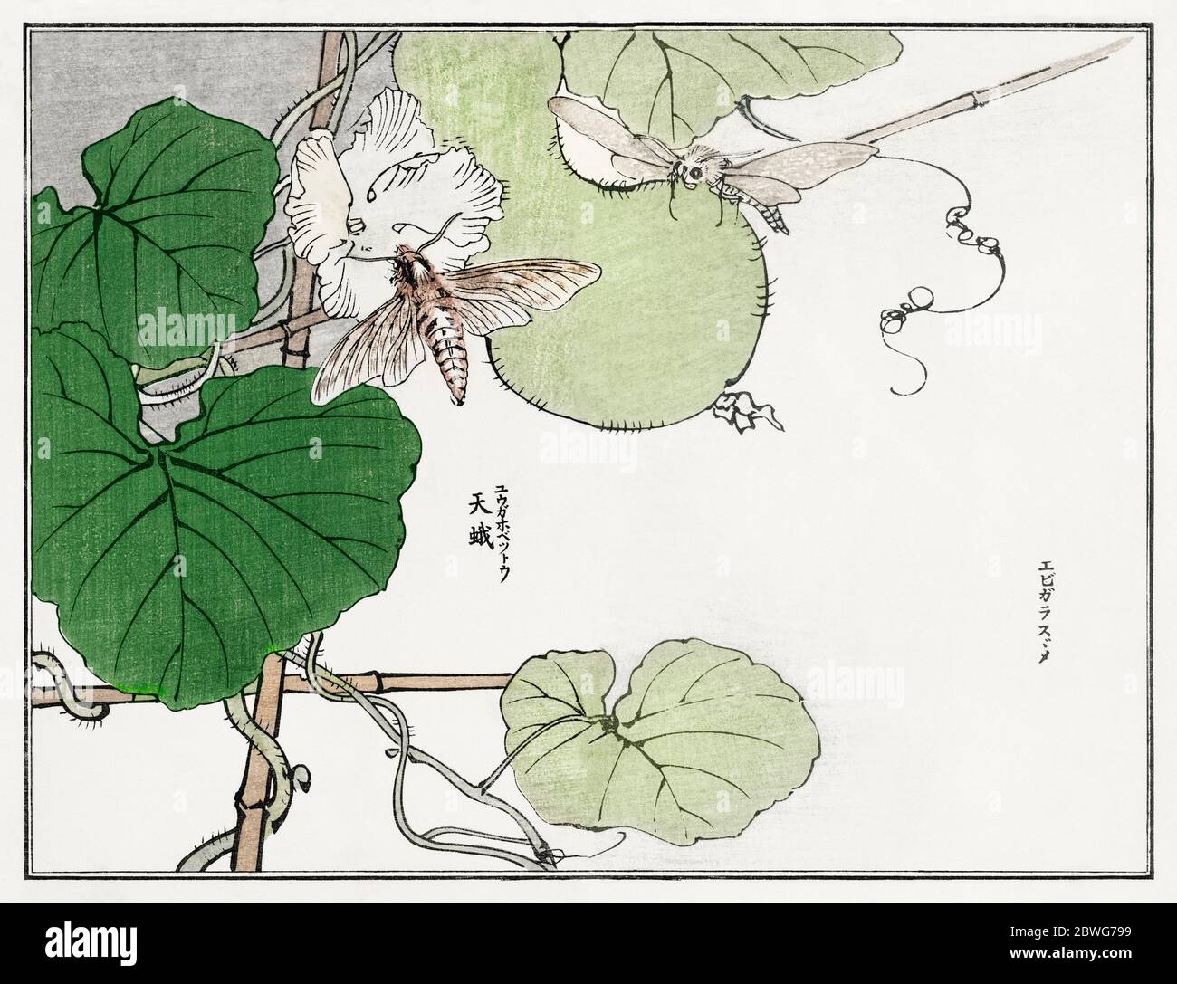 Mottendarstellung aus Churui Gafu (1910) von Morimoto Toko. Stockfoto