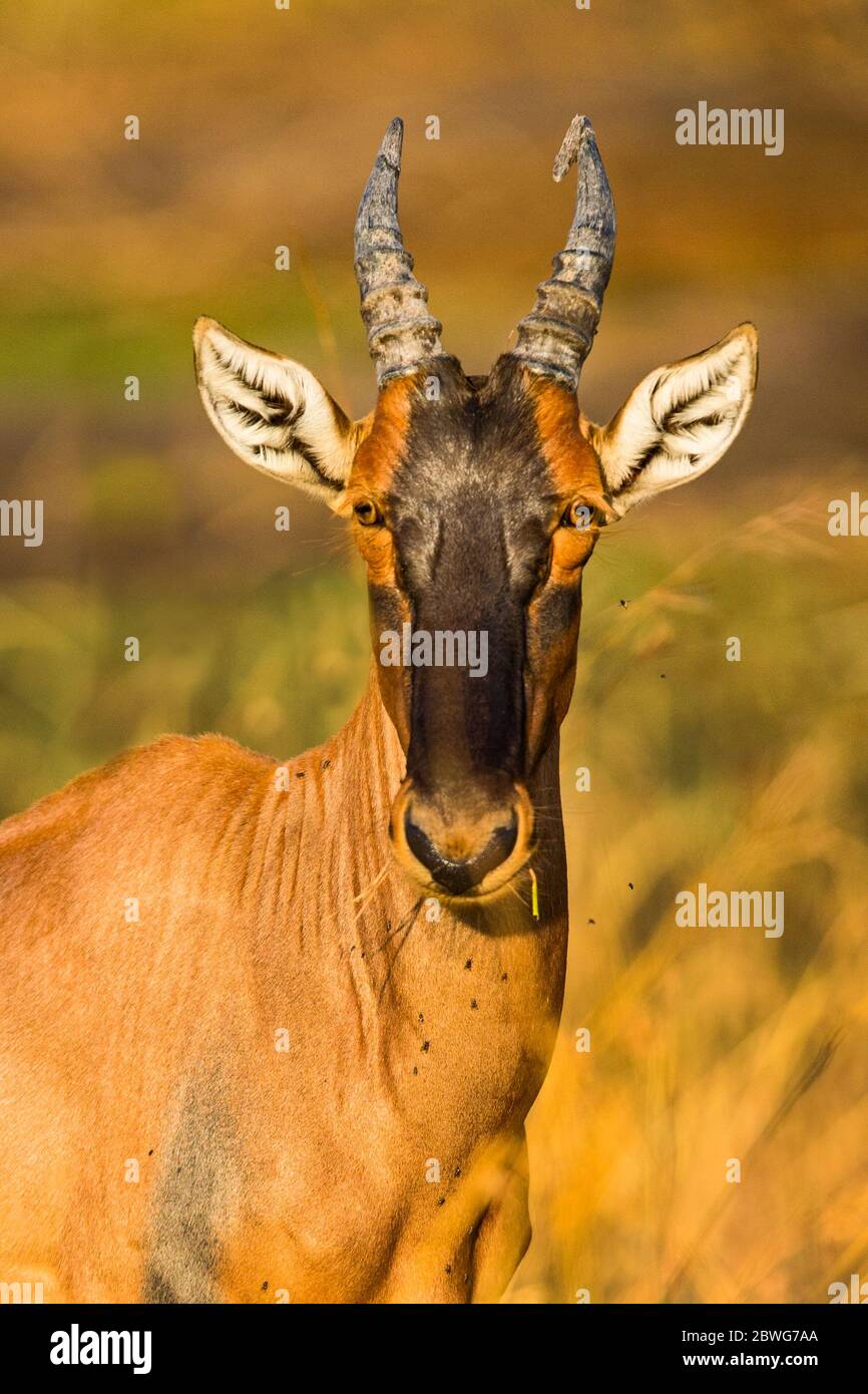 Topi (Damaliscus lunatus jimela) Antilope mit Blick auf die Kamera, Serengeti Nationalpark, Tansania, Afrika Stockfoto