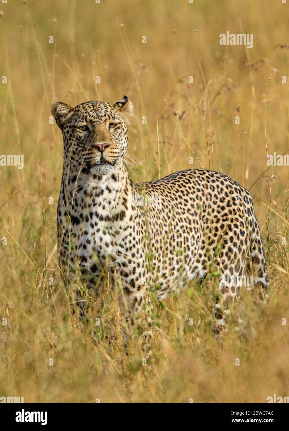 Leopard (Panthera pardus) im Gras, Serengeti Nationalpark, Tansania, Afrika Stockfoto