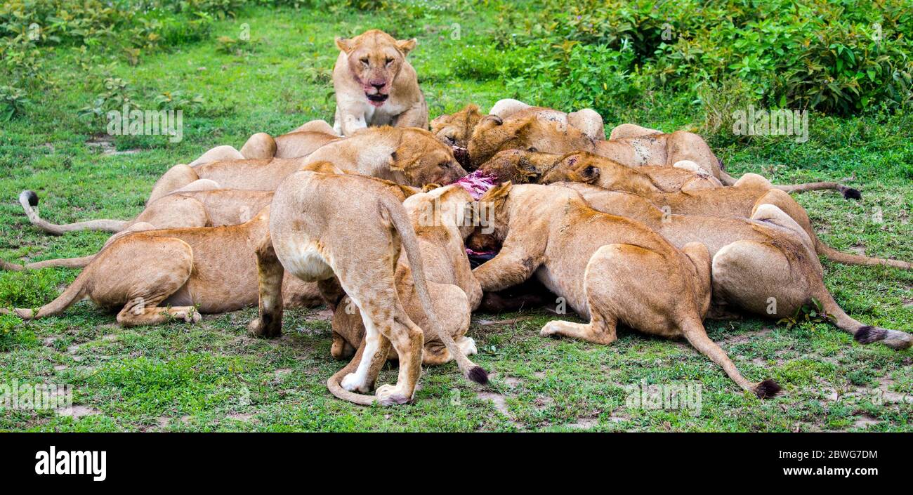 Große Gruppe von Löwen (Panthera leo), die sich auf Beute ernähren, Ngorongoro Conservation Area, Tansania, Afrika Stockfoto
