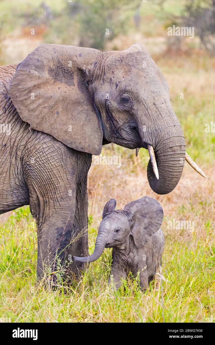Afrikanischer Elefant (Loxodonta africana), Erwachsene und Kalb, Tarangire Nationalpark, Tansania, Afrika Stockfoto