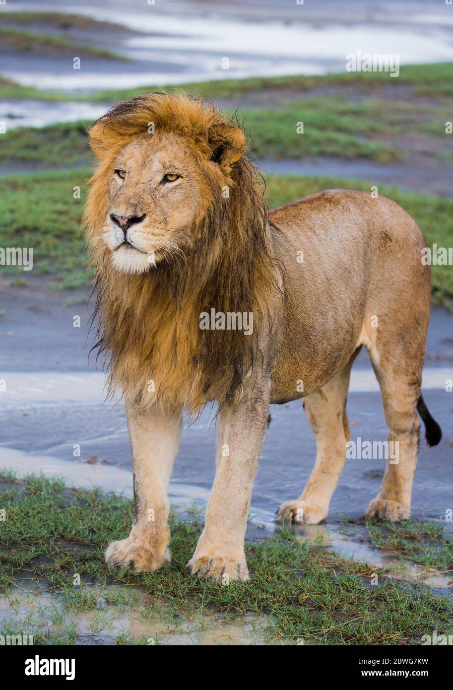 Männlicher Löwe (Panthera leo), Ngorongoro Conservation Area, Tansania, Afrika Stockfoto