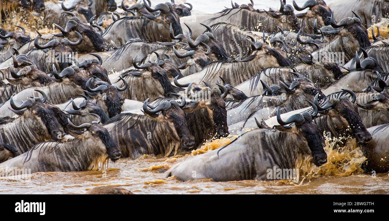 Nahaufnahme einer großen Herde von westlichem Weißbärtigen gnu (C. taurinus mearnsi), die den Fluss überquert, Serengeti Nationalpark, Tansania, Afrika Stockfoto