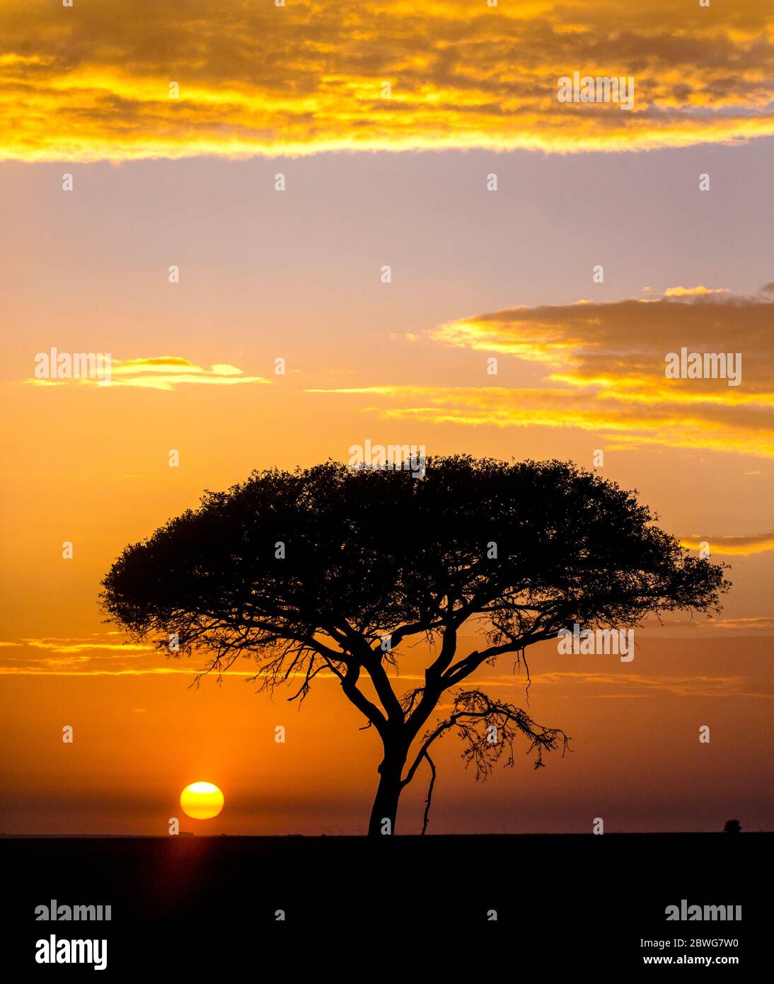 Silhouette von Akazien-Tortilis (Forssk.) einbeinige Baum in Sonnenaufgang, Serengeti Nationalpark, Tansania, Afrika Stockfoto