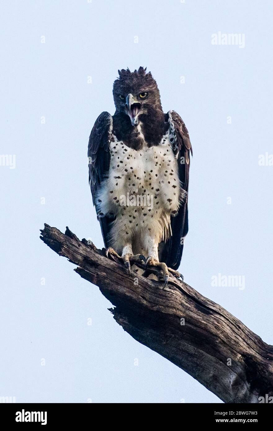 Porträt des Martial Eagle (Polemaetus bellicosus) auf trockenem Zweig sitzend, Serengeti Nationalpark, Tansania, Afrika Stockfoto