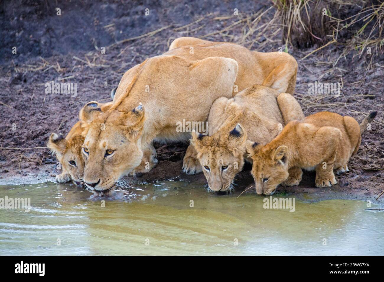 Lion (Panthera leo) Familie hocken und Trinkwasser, Serengeti Nationalpark, Tansania, Afrika Stockfoto