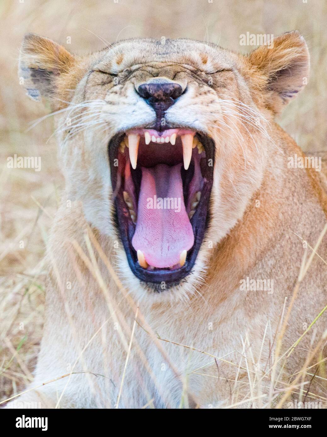 Nahaufnahme eines gähnenden Löwen (Panthera leo), Serengeti Nationalpark, Tansania, Afrika Stockfoto