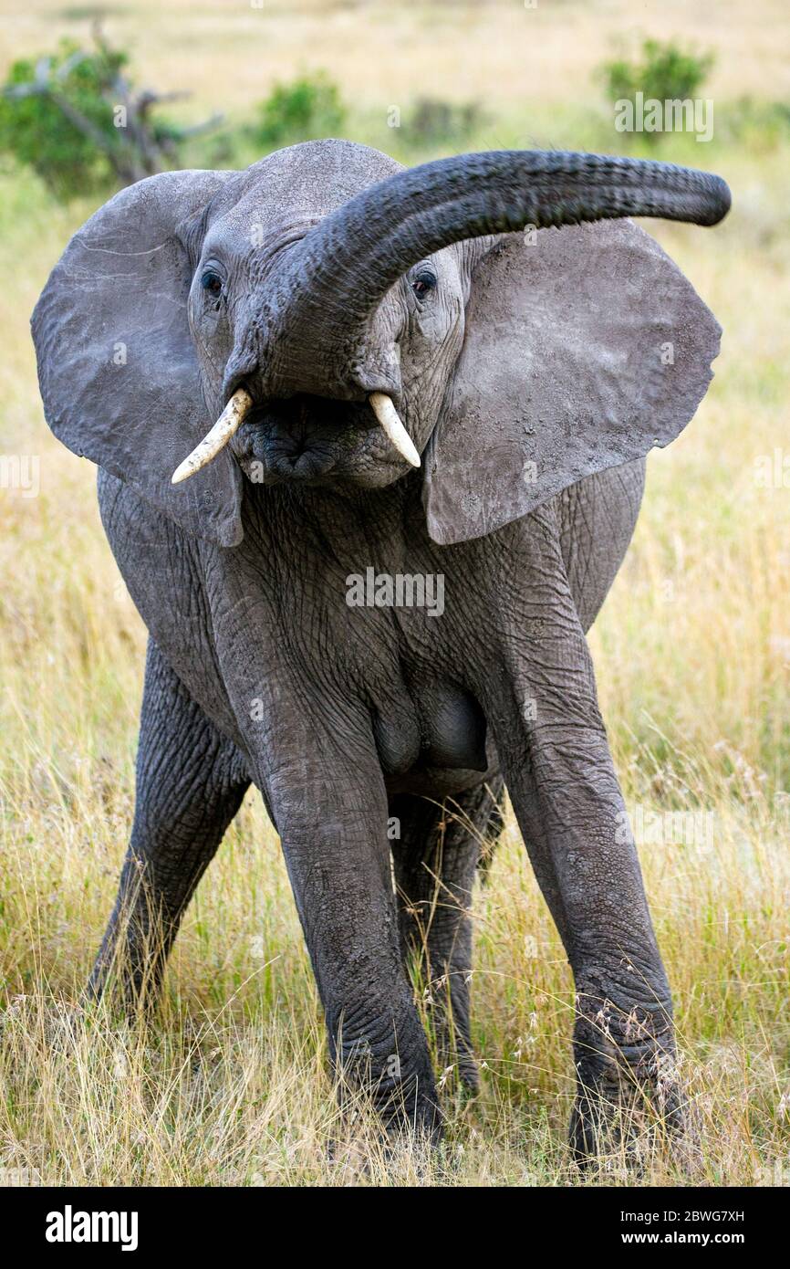 Porträt eines aufgeregten afrikanischen Elefanten (Loxodonta africana) auf Savanne, Serengeti Nationalpark, Tansania, Afrika Stockfoto