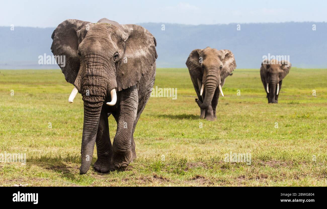 Drei afrikanische Elefanten (Loxodonta africana) auf Savanne, Ngorongoro Conservation Area, Tansania, Afrika Stockfoto