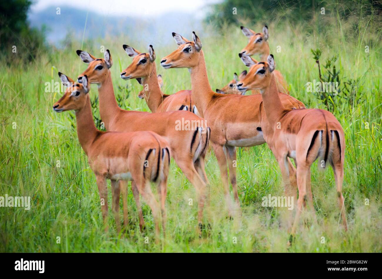 Alarmierte Gruppe von Impala Antilopen (Aepyceros melampus) in hohen Gras, Tarangire Nationalpark, Tansania, Afrika Stockfoto