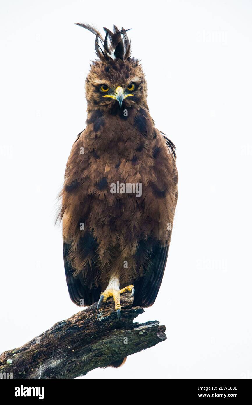 Langkämmeradler (Lophaetus occipitalis) auf trockenem Ast, Ngorongoro Conservation Area, Tansania, Afrika Stockfoto
