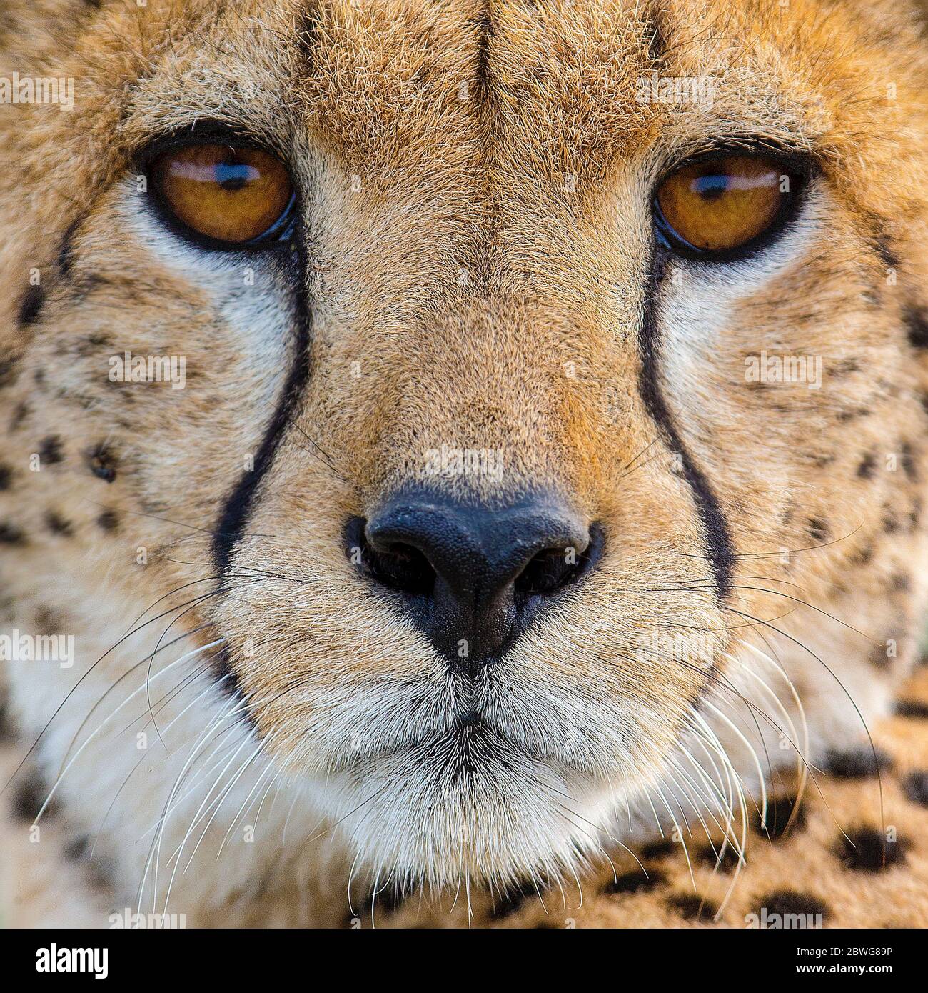 Extreme Nahaufnahme des Gepardenkopfes (Acinonyx jubatus), Ngorongoro Conservation Area, Tansania, Afrika Stockfoto