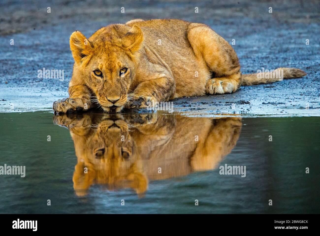 Löwe (Panthera leo) liegt am Flussufer, Ngorongoro Conservation Area, Tansania, Afrika Stockfoto