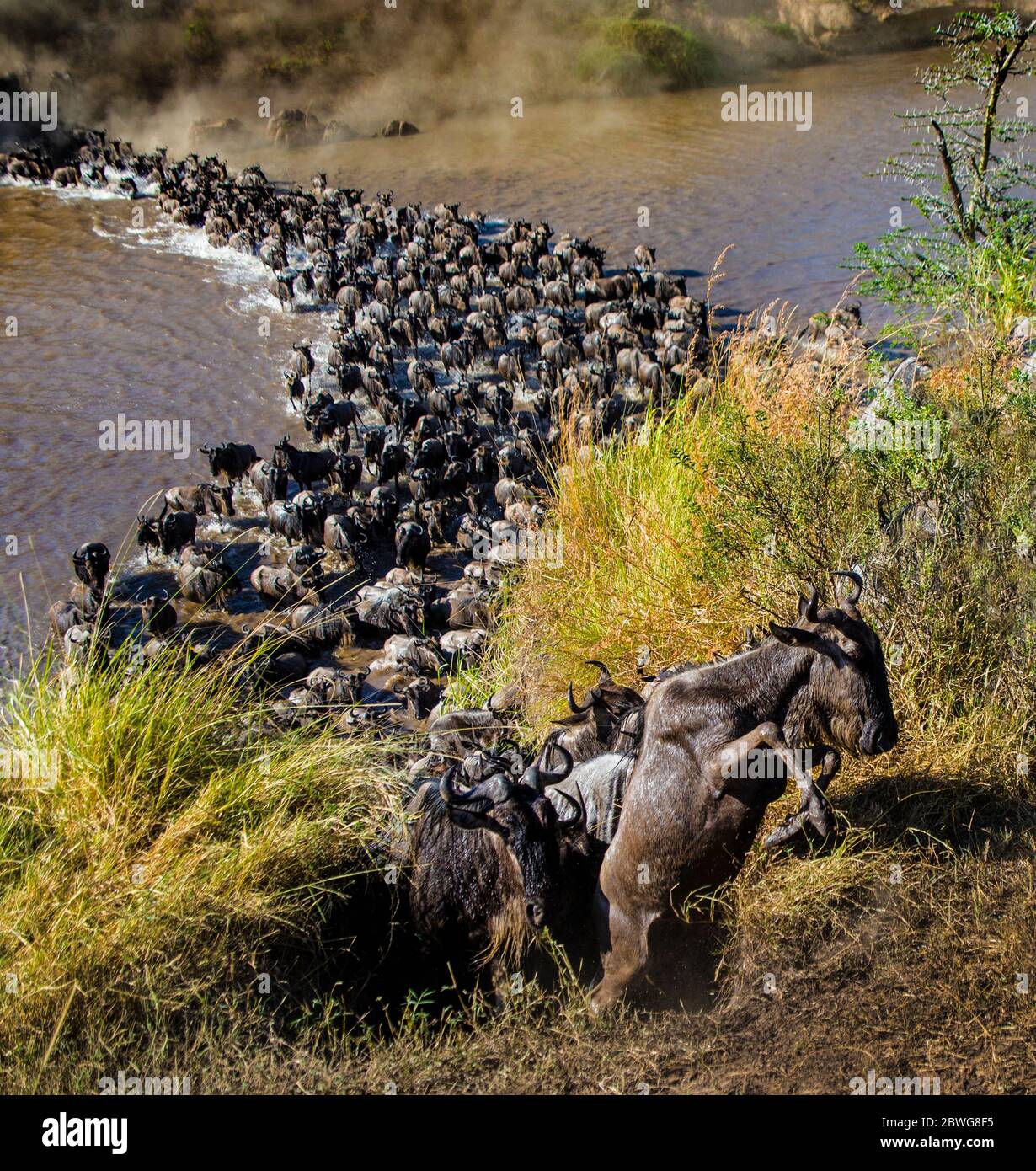 Schwarm von westlichem weißbärtigen gnu (C. taurinus mearnsi), die den Fluss überqueren, Serengeti Nationalpark, Tansania, Afrika Stockfoto