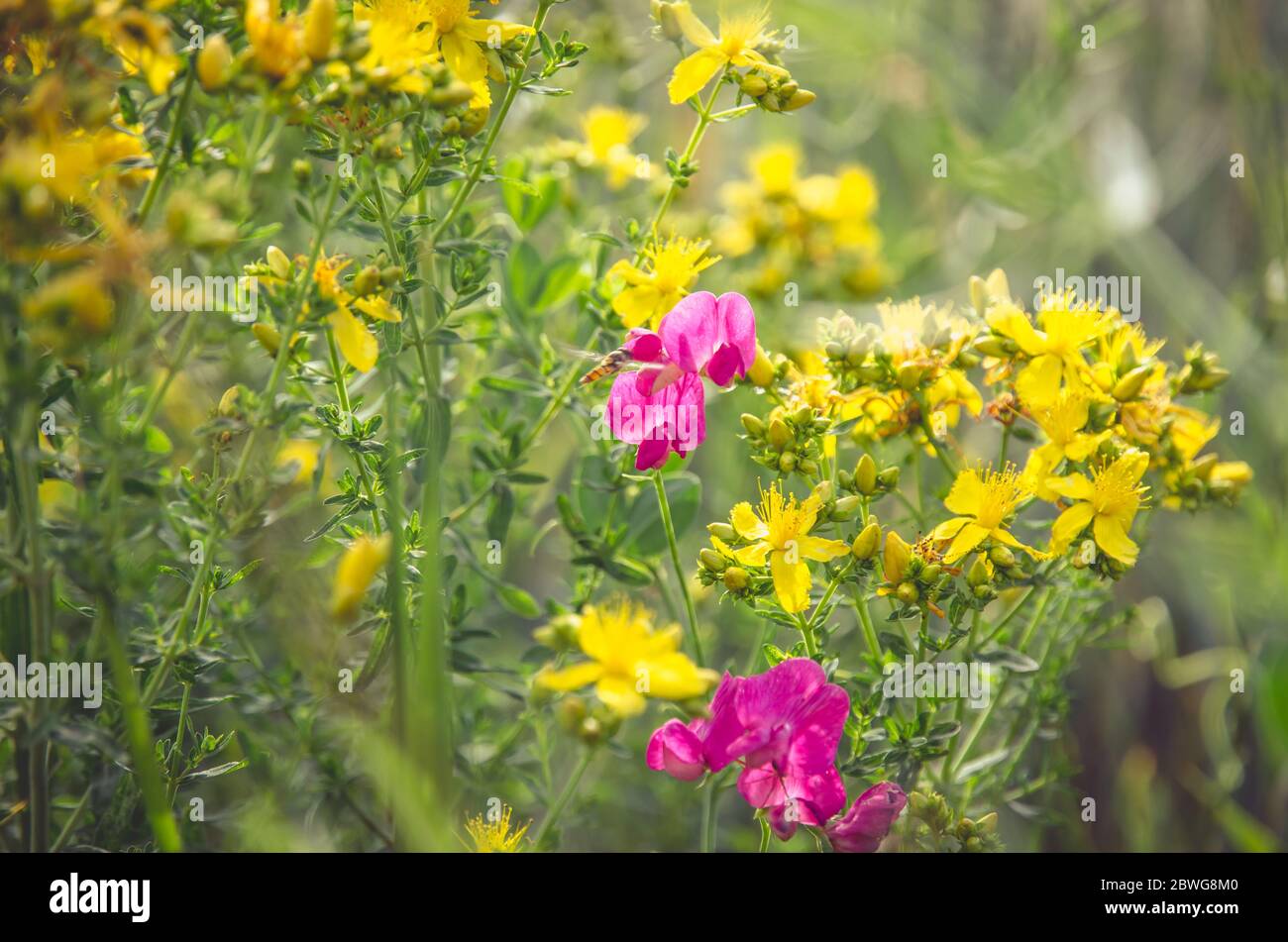 Leuchtend gelbe und rosa Blüten Stockfoto