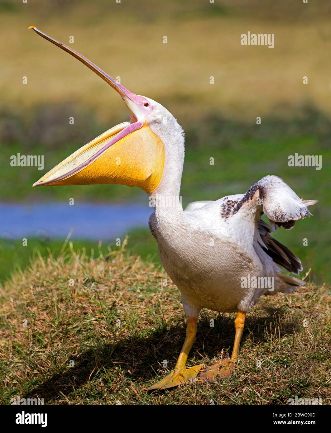 Großer weißer Pelikan (Pelecanus onocrotalus) im Ngorongoro Krater, Tansania, Afrika Stockfoto