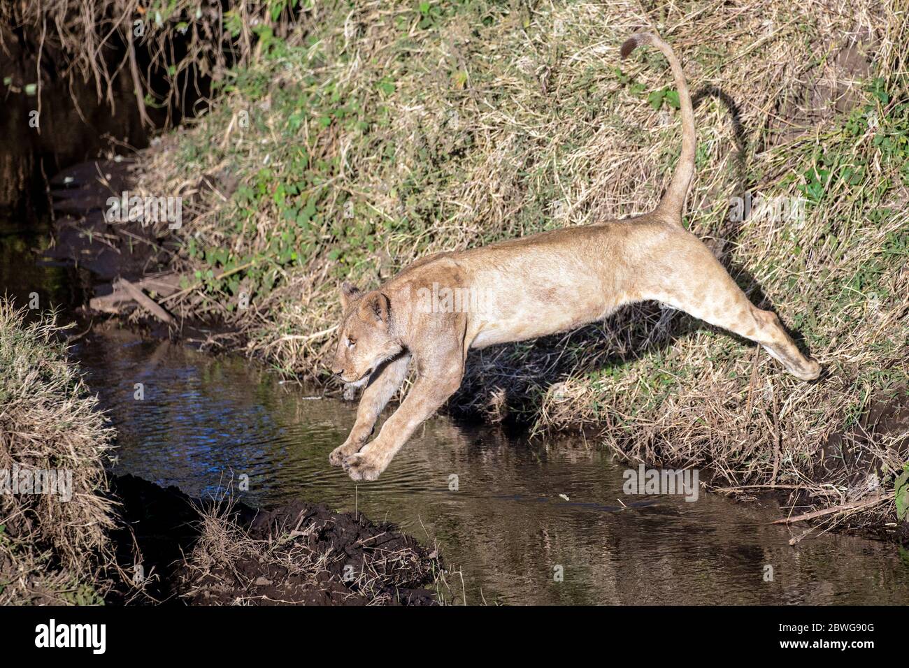Löwin (Panthera leo) springt über Wasser in Ngorongoro Conservation Area, Tansania, Afrika Stockfoto