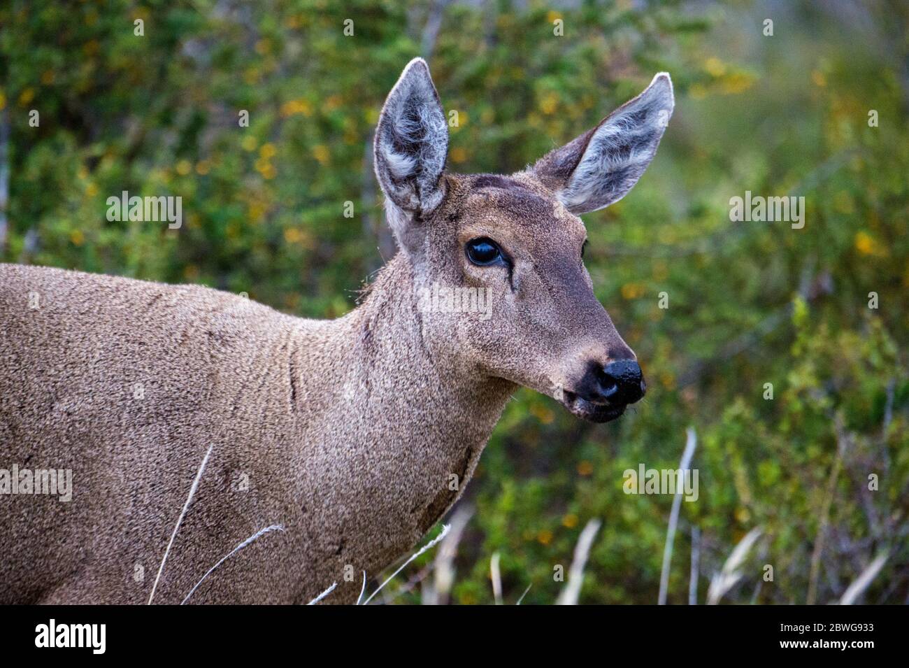 Andenhirsche (Hippocamelus bisulcus) in Patagonien, Chile, Südamerika Stockfoto