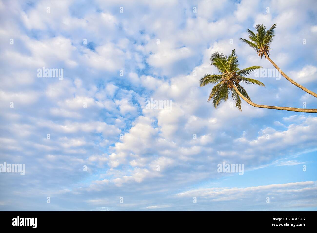 Kokosnusspalmen gegen den Himmel, Sommerurlaub Konzept. Stockfoto