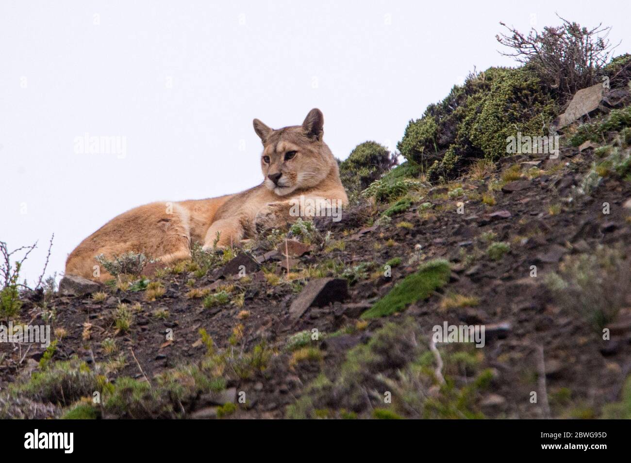 Nahaufnahme von puma (Puma concolor) auf der Seite liegend, Patagonien, Chile, Südamerika Stockfoto