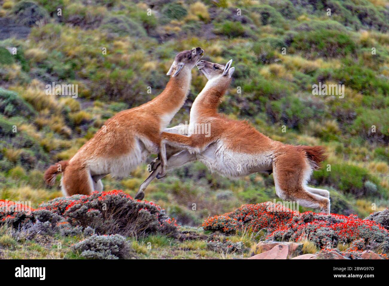 Nahaufnahme der kämpfenden Guanakos (Lama Guanicoe), Patagonien, Chile, Südamerika Stockfoto