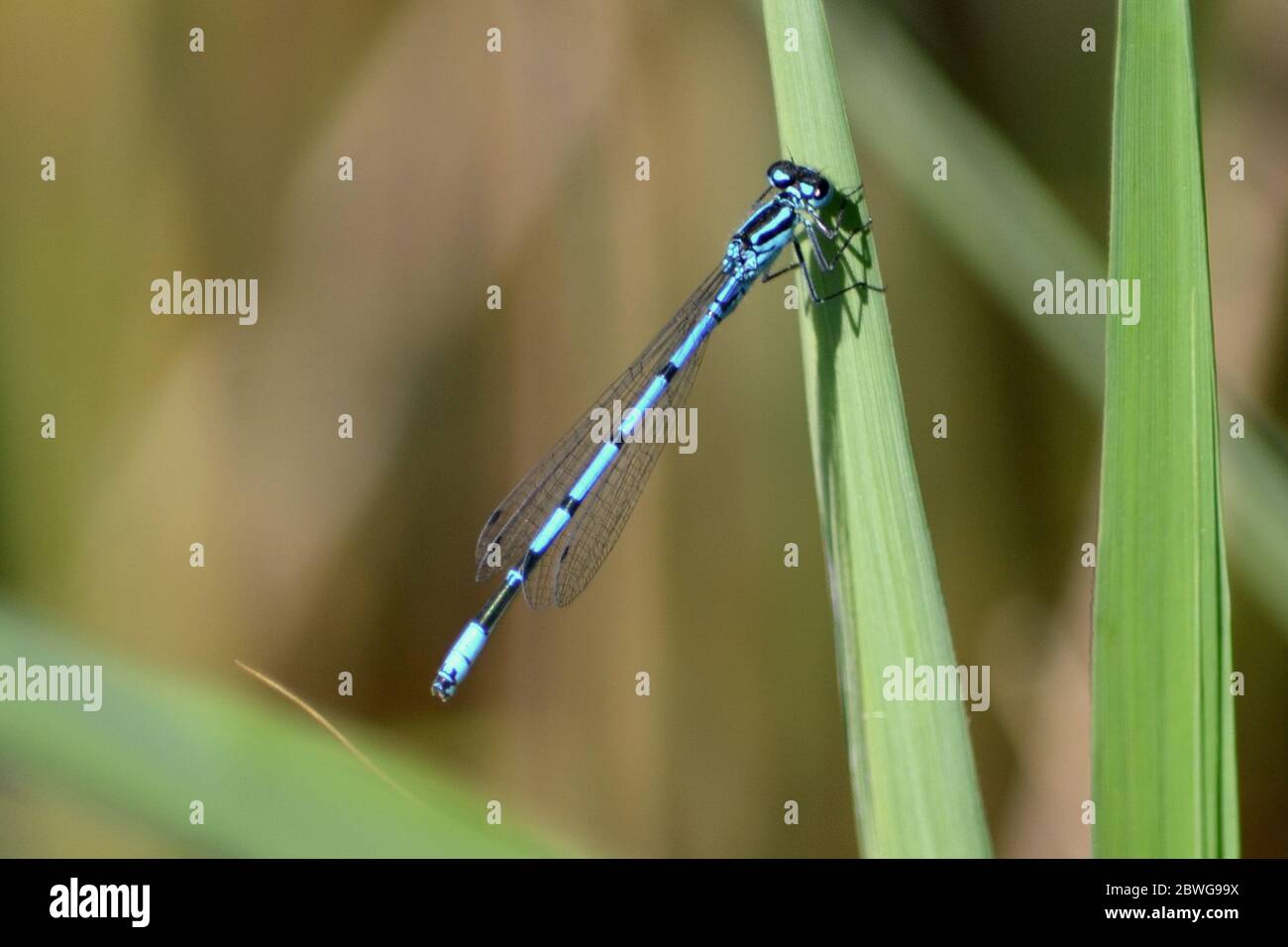 Gemeinsamen blue damselfly Stockfoto