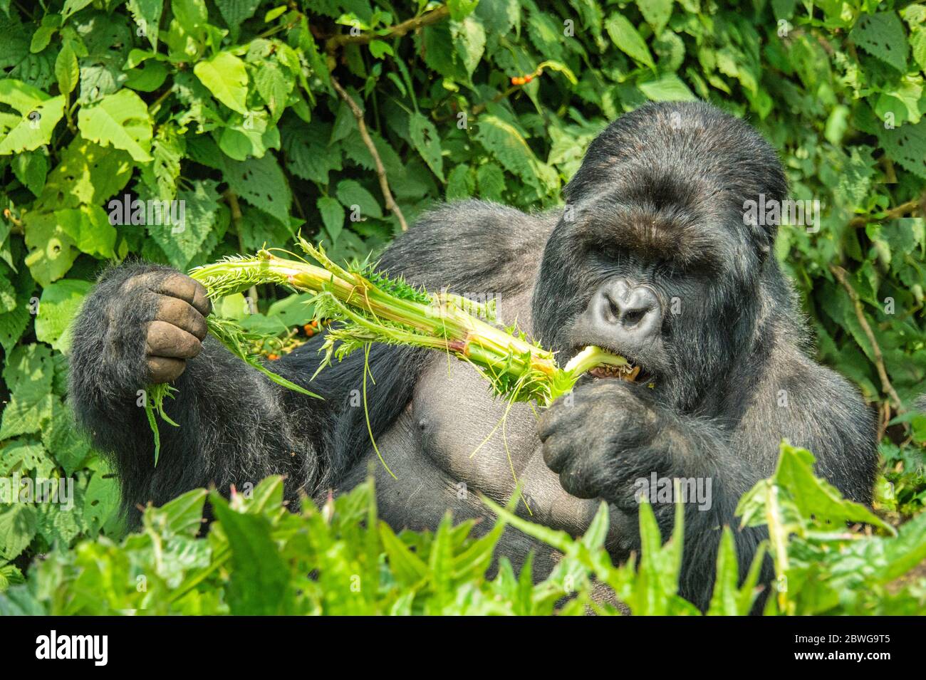 Nahaufnahme von Berggorilla (Gorilla beringei beringei) beim Essen, Ruanda, Afrika Stockfoto