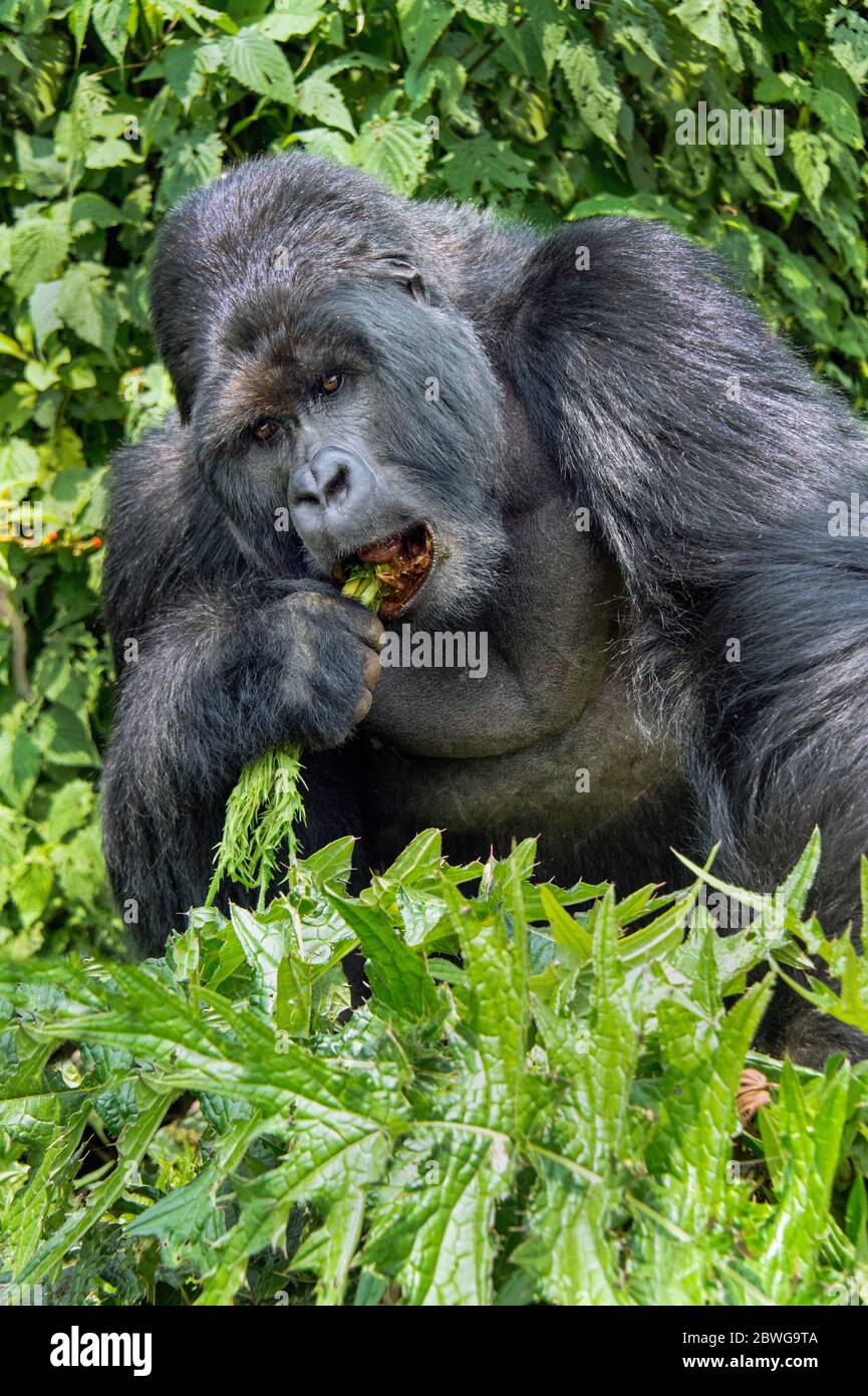 Nahaufnahme von Berggorilla (Gorilla beringei beringei) beim Essen, Ruanda, Afrika Stockfoto