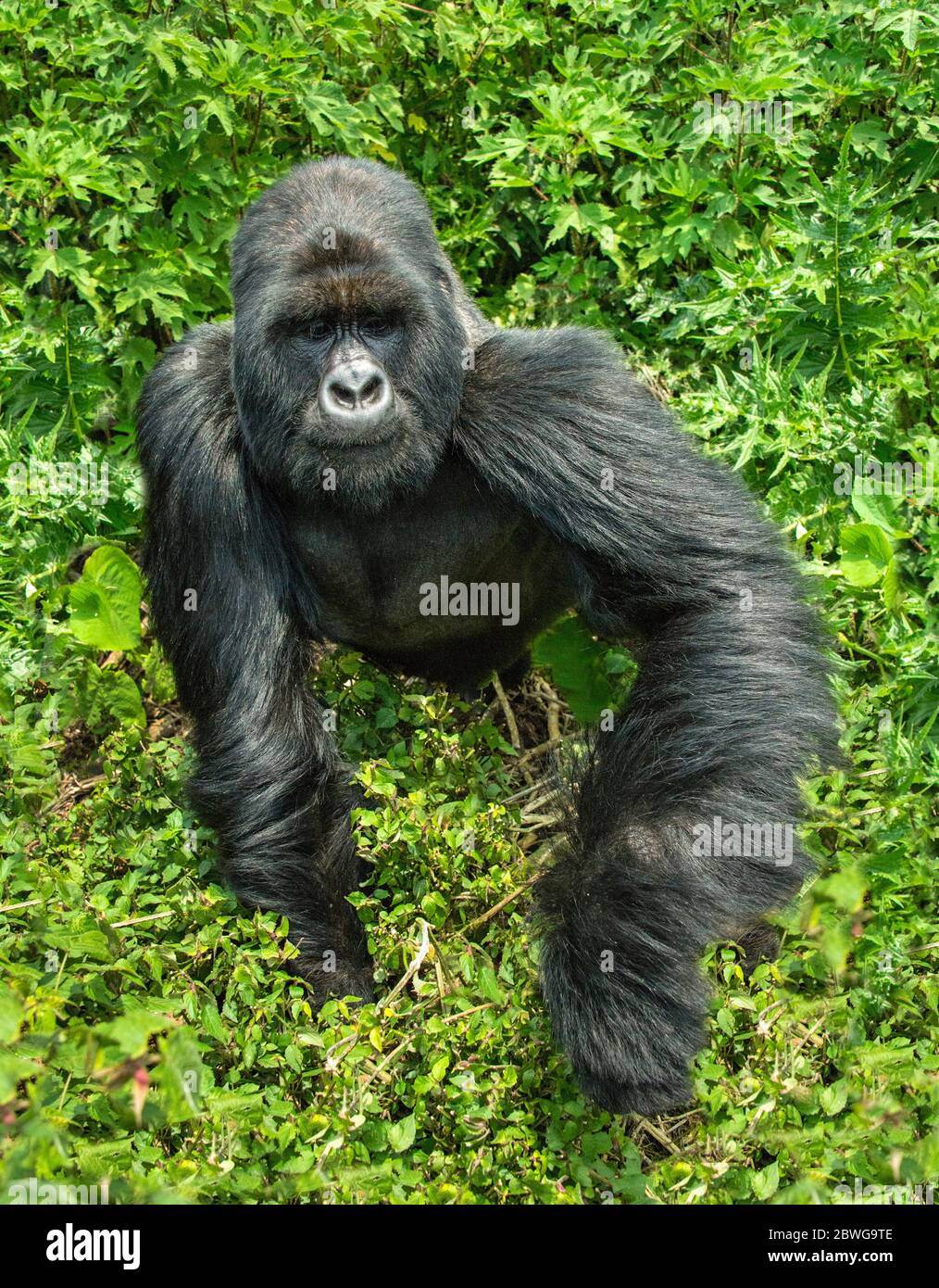 Nahaufnahme von Berggorilla (Gorilla beringei beringei), Ruanda, Afrika Stockfoto