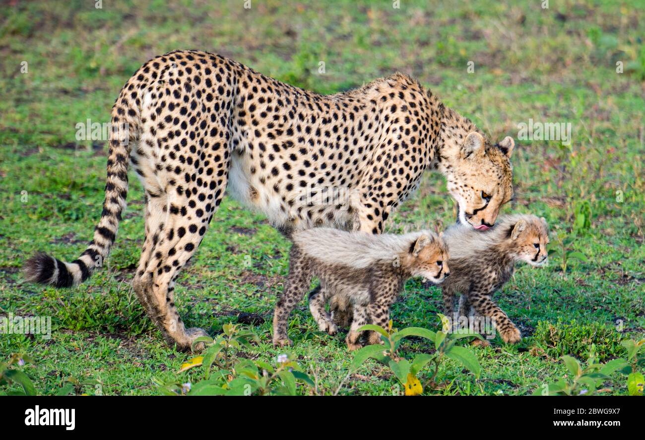 Nahaufnahme des Geparden (Acinonyx jubatus) mit Jungen, Ngorongoro Conservation Area, Tansania, Afrika Stockfoto