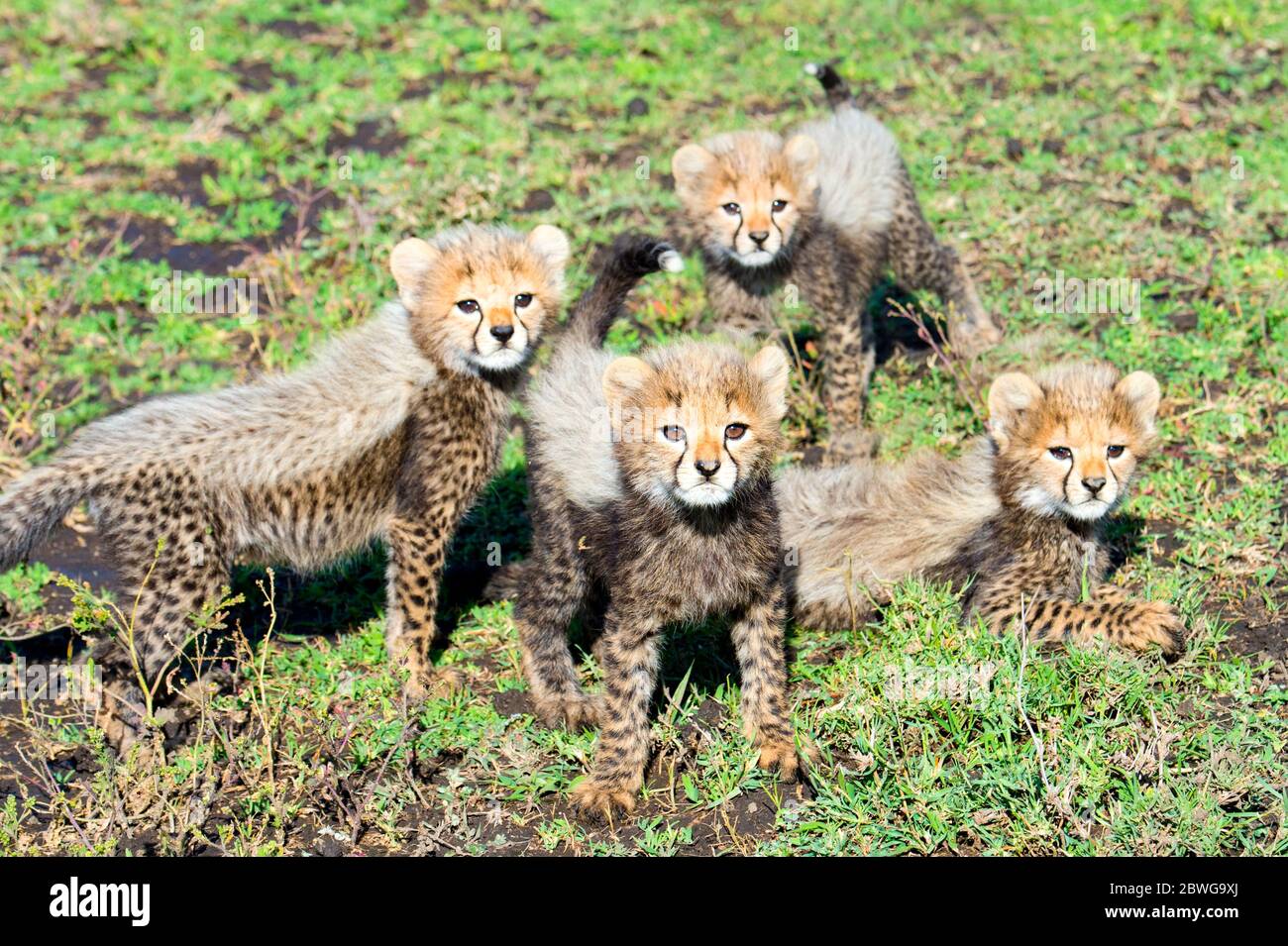 Nahaufnahme von Geparden (Acinonyx jubatus) Jungen, Ngorongoro Conservation Area, Tansania, Afrika Stockfoto