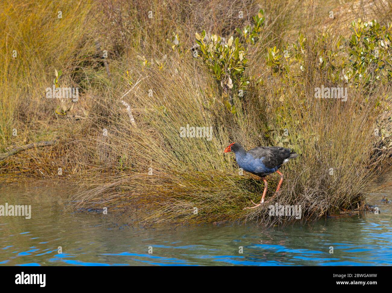 Eine Pukeko oder Sumpfhenne mit ihrem roten Schnabel Futter in Schilf am Wasser Rand Stockfoto