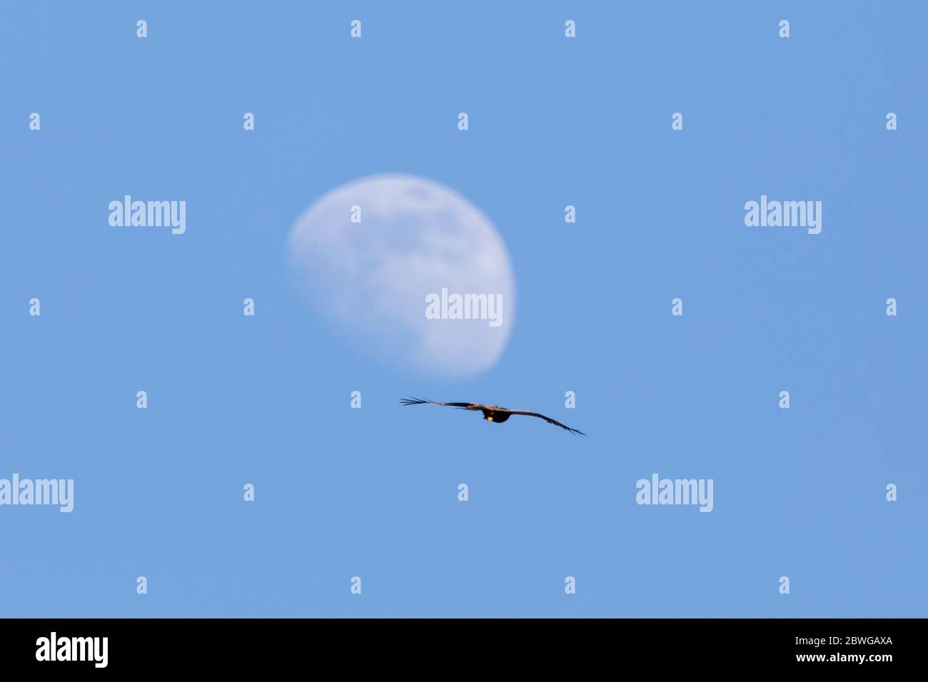 UK Wetter: Am Abend eines weiteren sehr warmen Tages mit klarem blauen Himmel fliegt ein Roter Drachen (Milvis milvis), während der Gibbous Moon das Sonnenlicht reflektiert. © Ian Jones/Alamy Live News Stockfoto