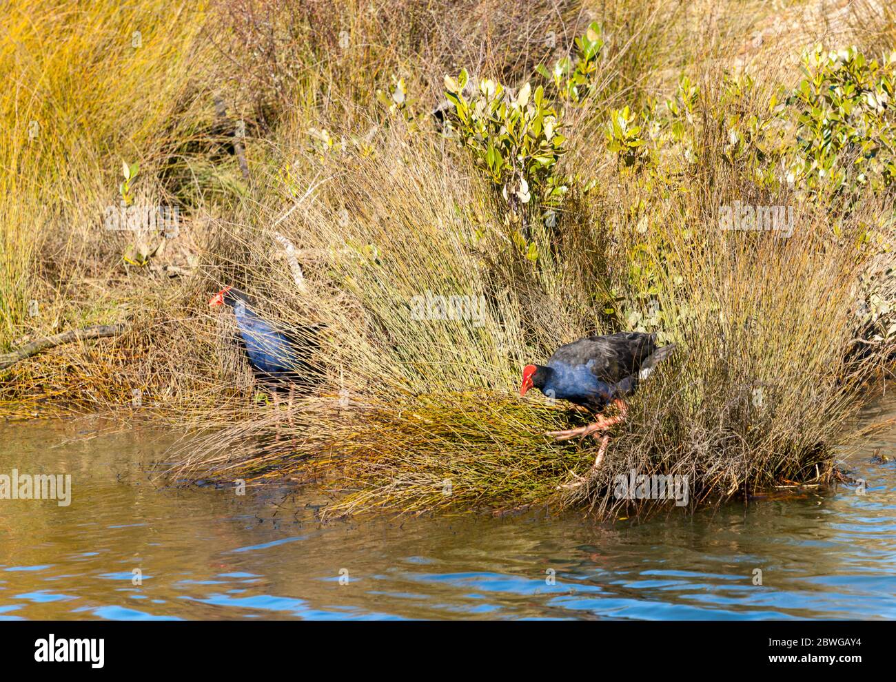 Ein Paar Pukeko oder Sumpfhenne mit seinem roten Schnabel Futter in Schilf am Wasser Rand Stockfoto