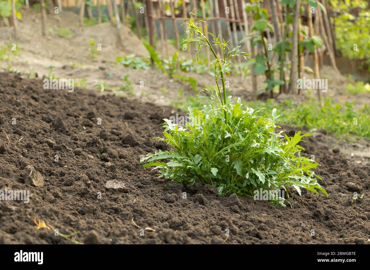 Rucola wächst kräftig im Garten mit vielen Blättern Stockfoto