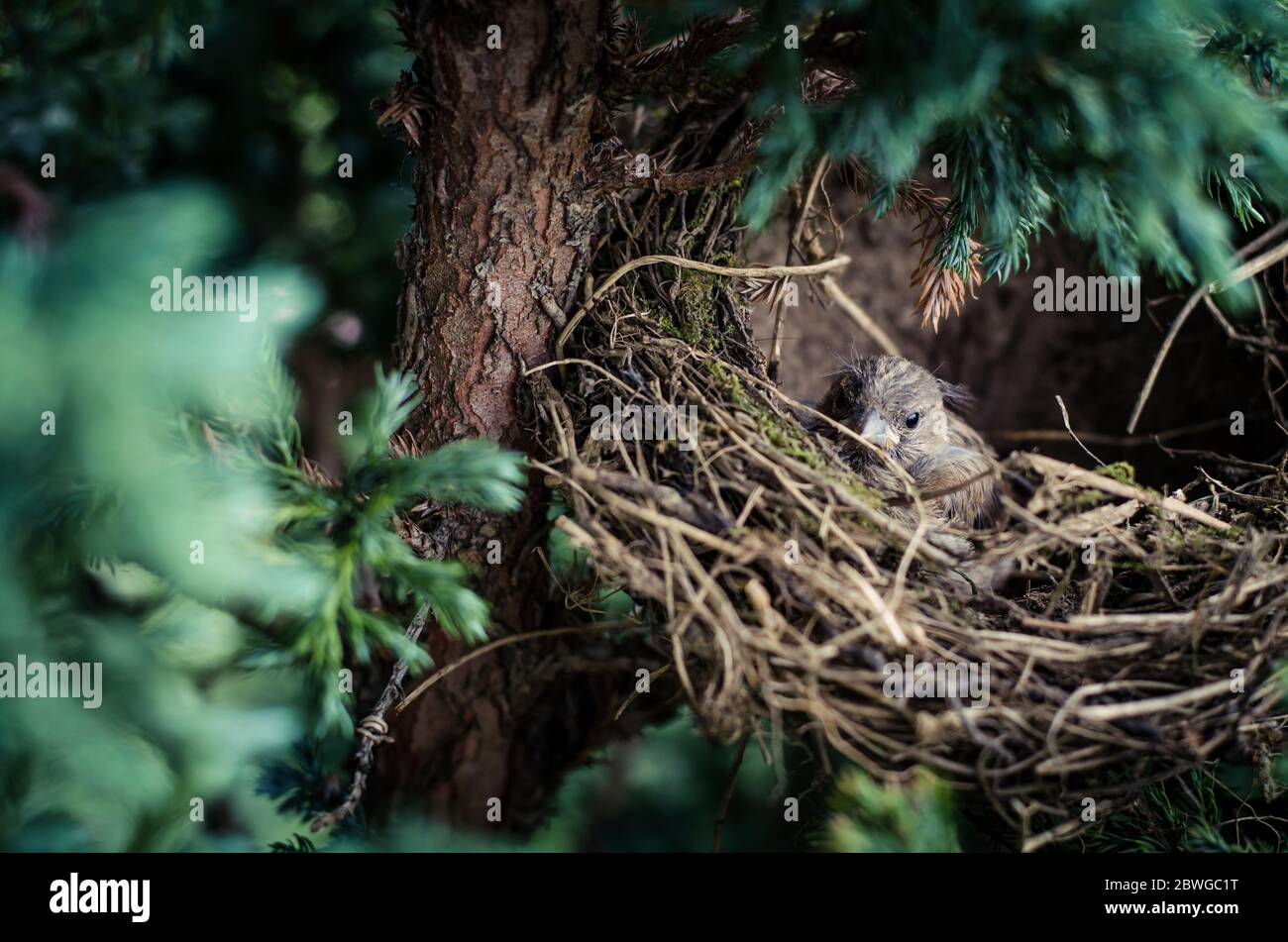 Kleiner liebenswürder Sperling allein im Nest Stockfoto