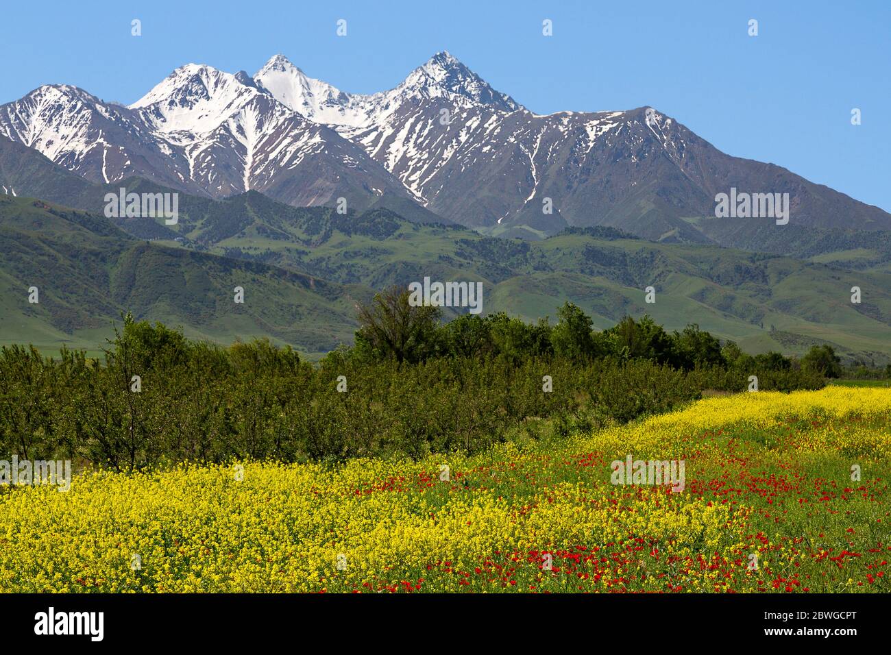 Frühlingsblumen mit Tien Shan Bergen im Hintergrund, Bischkek, Kirgisistan Stockfoto