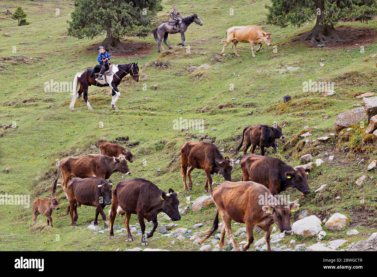 Junge Hirten auf ihrem Pferd hüten Kühe, in Kaji Say, Kirgisistan Stockfoto